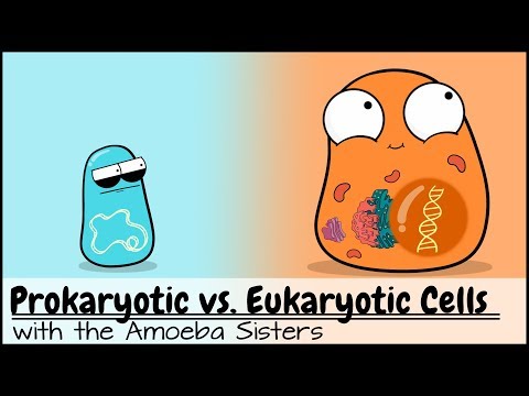 Prokaryotic vs. Eukaryotic Cells (Updated)