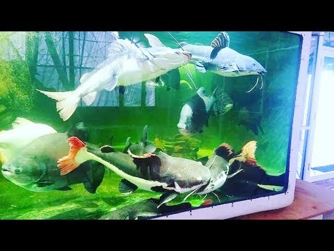 Giant Exotic Fish & Live Feeding in Aquarium! ( New...