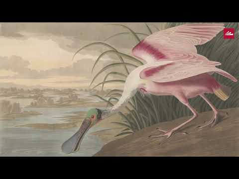 Rare Book Talks: Audubon's Birds of America