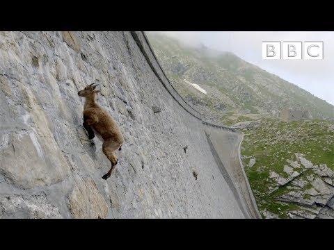 The incredible ibex defies gravity and climbs a dam |...