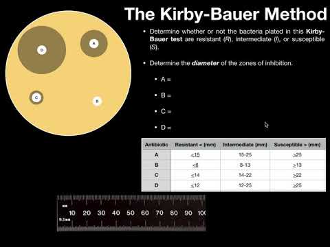 The Kirby-Bauer Method for Antibiotic Susceptibility...
