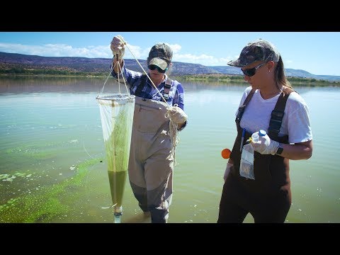 Our Land: Toxic Blue-Green Algae Blooms in New Mexico...