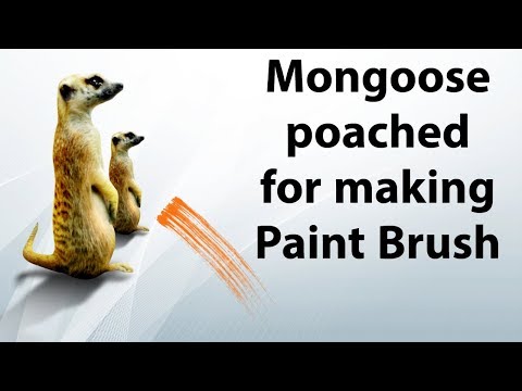 Mongoose poached to make paint brushes, 50000 Mongeese...