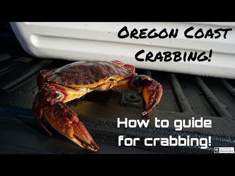 Oregon coast crabbing | How to crab from shore Newport...