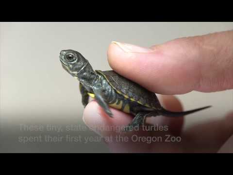 The secret Turtle Haven in the Columbia Gorge: Oregon...