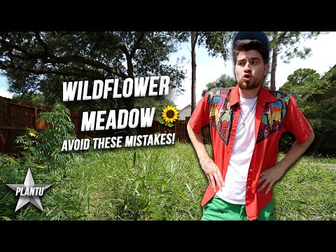 Mistakes To Avoid When Starting A Wildflower Meadow |...