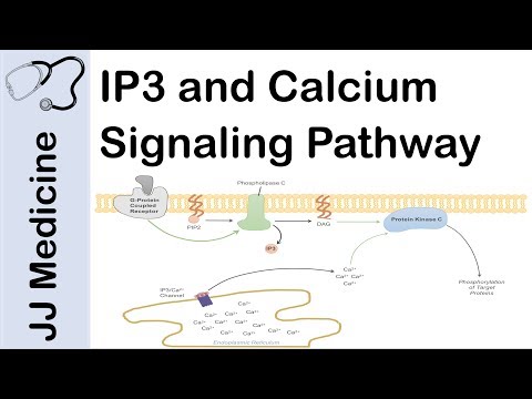 Inositol Triphosphate (IP3) and Calcium Signaling...