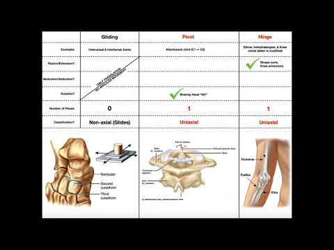 Let's Differentiate the Types of Synovial Joints!