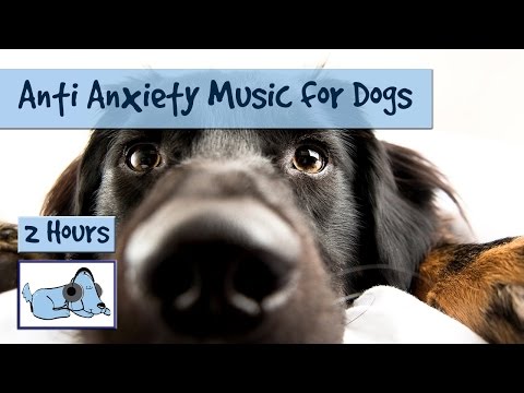 2 HOURS. Dog Music Made Especially to Calm your...