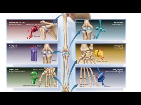 TYPES OF SYNOVIAL JOINTS