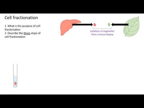 Cell fractionation revision: A level biology (AQA)