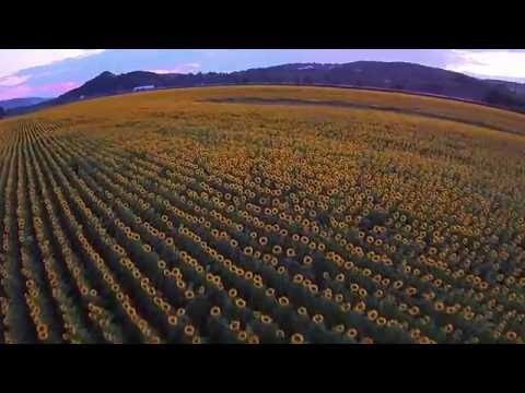 Sunflower Field