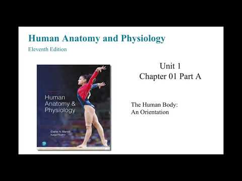 Anatomy and Physiology Chapter 1 The Human Body An...