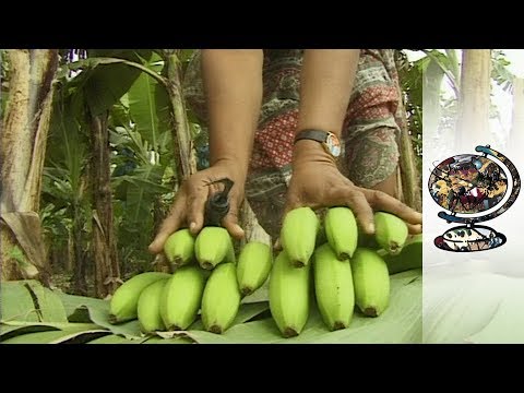 Swapping Bananas for Marijuana in the Caribbean (1999)