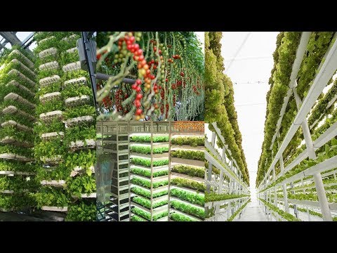 The Rise of High-Tech Indoor Farming In 2020 Is...