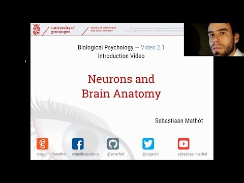 Introduction to Neurons and Brain Anatomy | Biological...