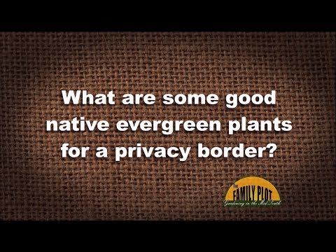 Q&A - What are some native evergreen plants for a...