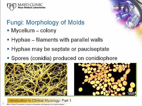 Introduction to Clinical Mycology: Part 1 [Hot Topic]