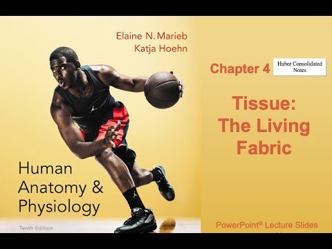 Anatomy and Physiology Ch. 4 Notes Part 3- Muscle and...