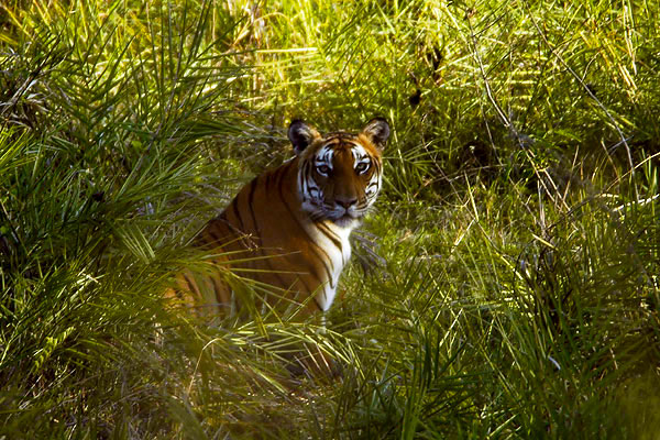 Tiger Reserve In India - Tiger Safari In Karnataka | Tiger Safaris in India