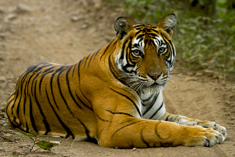 Best Tiger Safari In India - Tiger Safari In Rajasthan