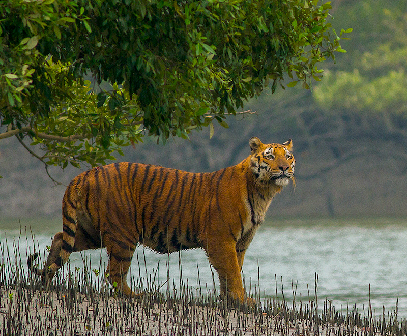 Tiger Reserves in West Bengal | Tiger Safaris in India