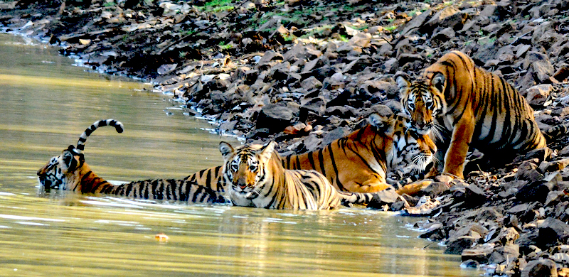 Tiger Safaris in India | Tiger Reserves in Maharashtra