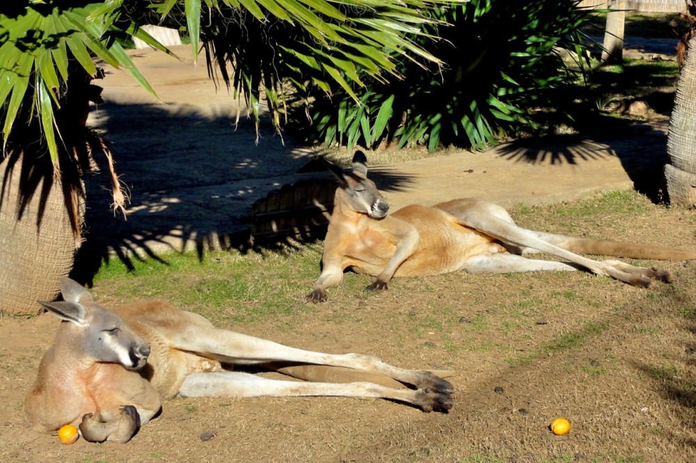 Ленивые кенгуру ( фото: Wolfgang Appel)
