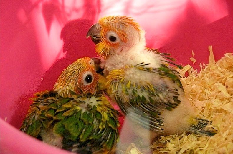 Маленькие попугайчики (фото: calafellvalo)