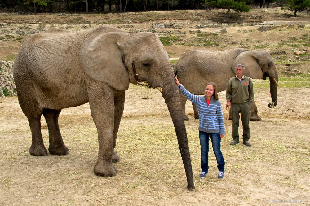 Гладим африканских слоников