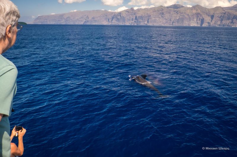 Наблюдение за китами на Тенерифе