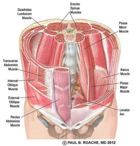 Core muscle anatomy, illustration