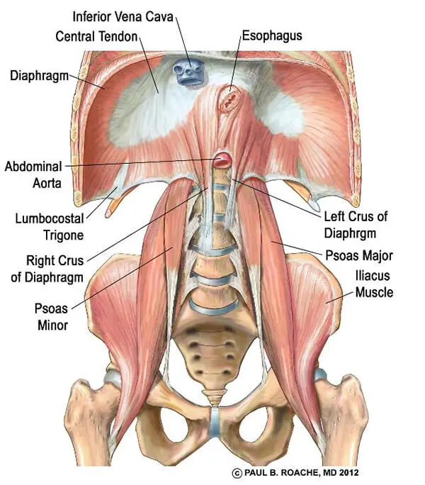 Core Muscles Anatomy - Psoas and Diaphragm | Jason Crandell Vinyasa Yoga Method 