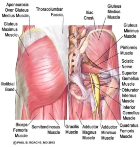 Yoga Anatomy Core - Glutes and Piriformis | External Rotators and Gluteus Maximus | Muscles inside hip | Hip Anatomy