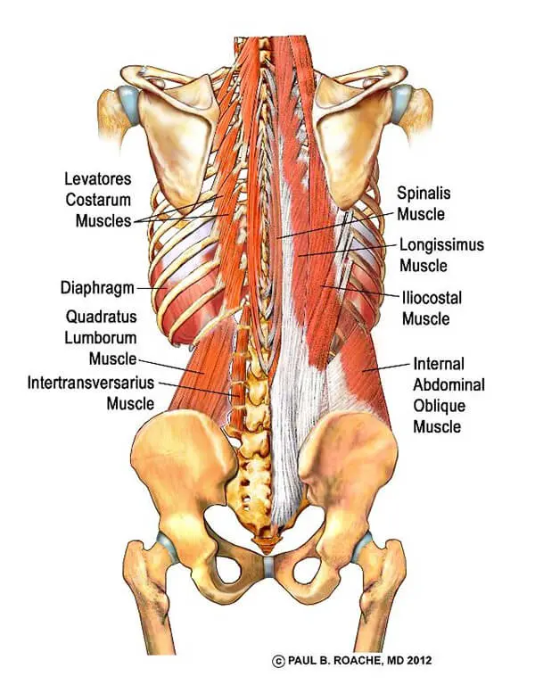 Yoga Anatomy Core - Paraspinal Muscles | Jason Crandell Vinyasa Yoga Method
