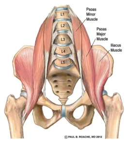 Iliopsoas anterior pelvis | Anterior Hip Anatomy Muscles for Yoga
