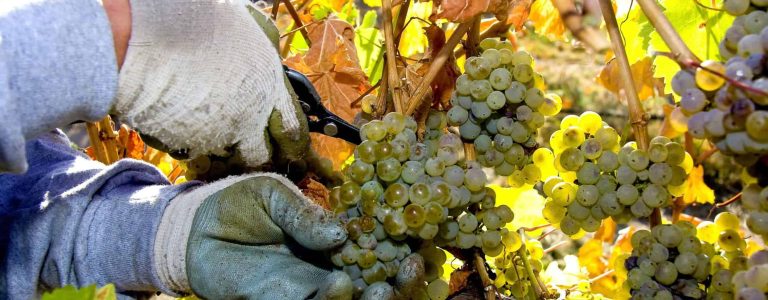 Canberra District Wine Region grape harvest