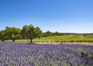 Lavender field, South Australia