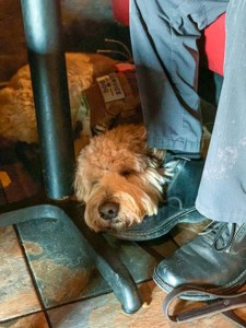 Veteran Service Dog Under Restaurant Table
