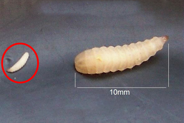 Comparison between: 4 days old larvae and 14 day old larvae