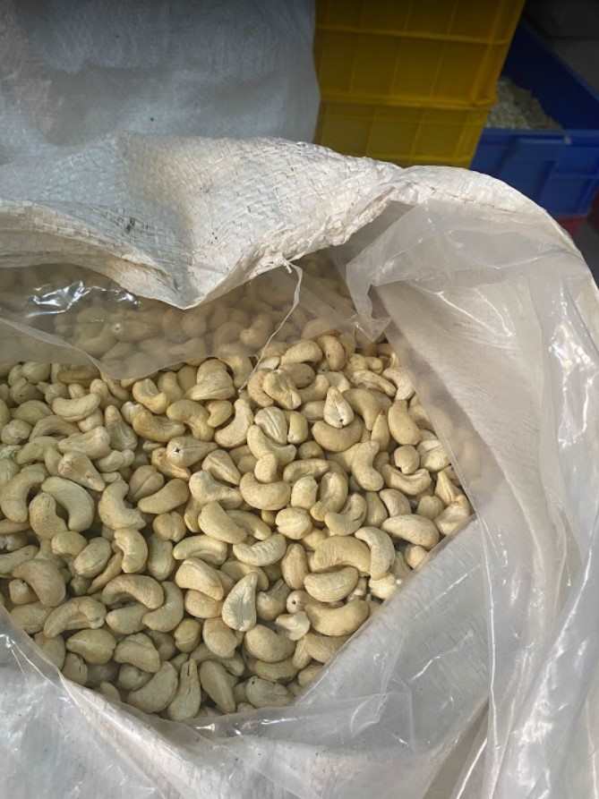 Raw Image Of W240 Cashew Nuts From Our Cashew Factory In Binh Phuoc, Vietnam – 2 W240 cashew image 
