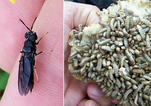 Black soldier flies are considered non-harmful
