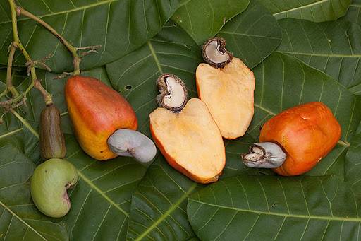 Raw Image of Cashew Fruits & Raw Cashew Nuts