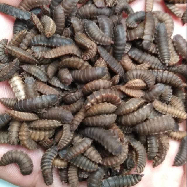 BSF Pupae are the final stages of development of BSF larvae before they become adults