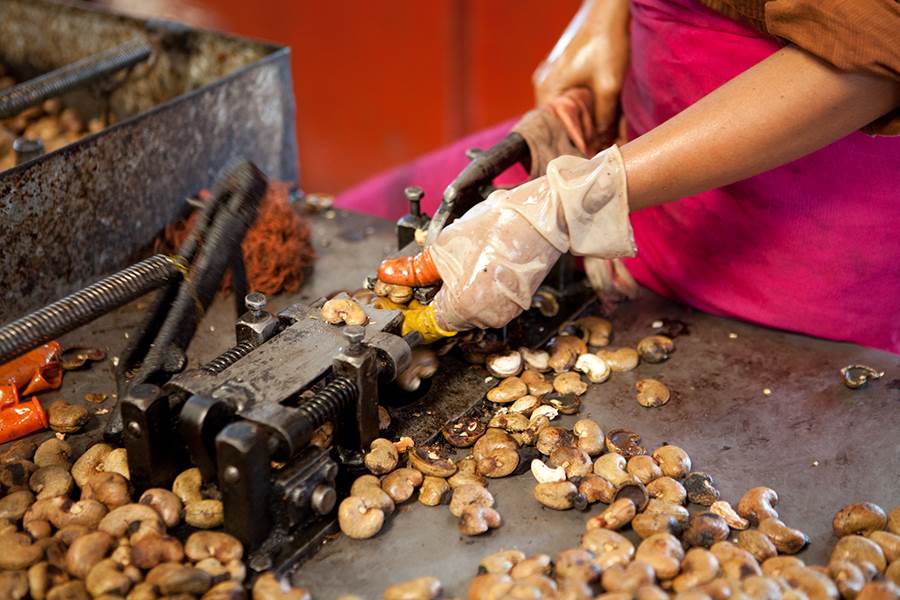 Cashew Shell cutting difficult stage, requiring skilled workers.