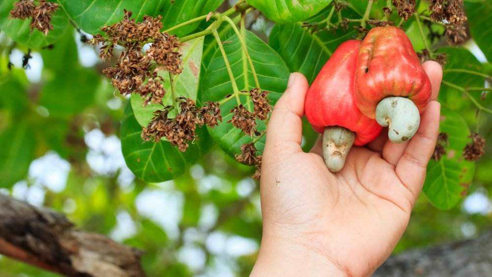 Binh Phuoc is the Vietnam Cashew Nuts Capitol, Where The Soil & Climate is most suitable For Cashew Trees
