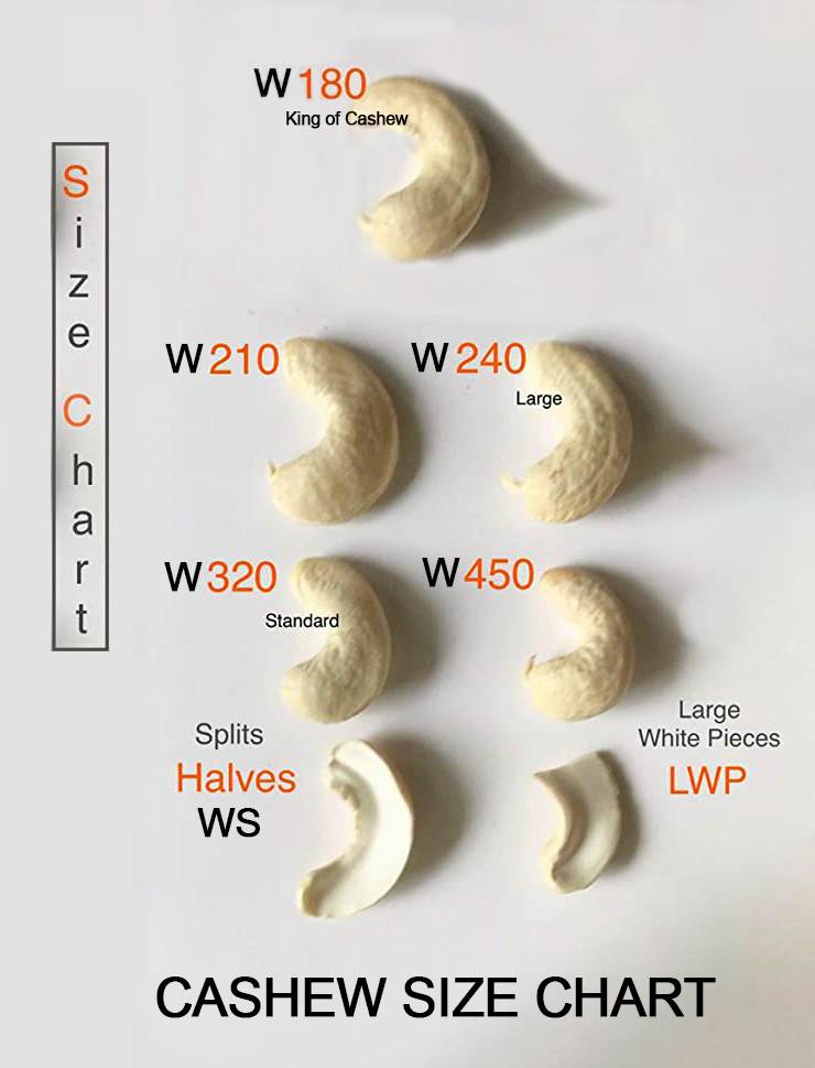 Bảng phân loại kích thước hạt điều nhân: W180, W210, W240, W320, W450, WS, LWP...