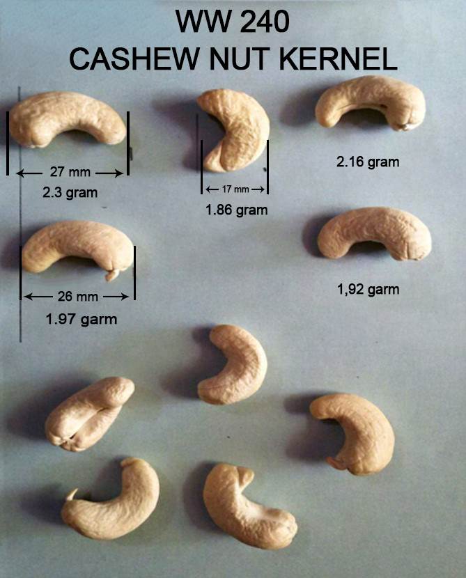 W240 Cashew Nut Kernel Dimensions – Cashew Size Of W240 Cashew grades chart – Raw Image About W240 cashew nuts