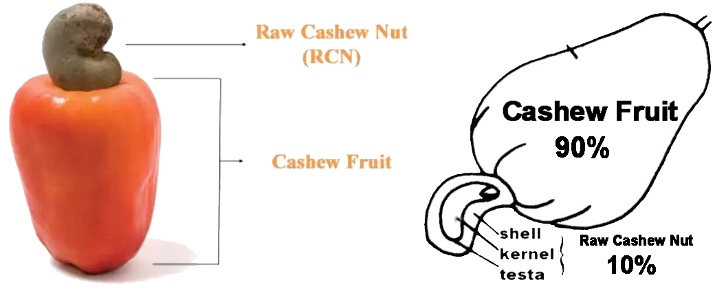 The cashew apples contain: 90 % is the fruit, 10 % is the raw cashew nut.