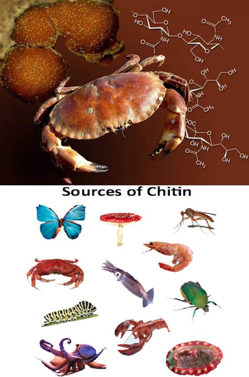 Chitin là tên của chất cấu tạo nên bộ xương ngoài của côn trùng và một số động vật như tôm, cua,...